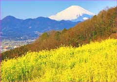 南足柄菜の花と富士