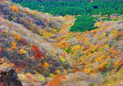 箱根明神ヶ岳秋模様