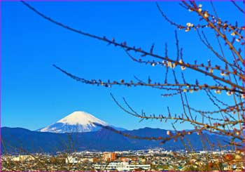 梅に富士山