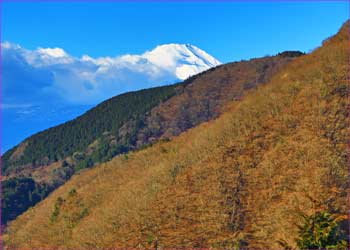 秦野峠林道から富士山