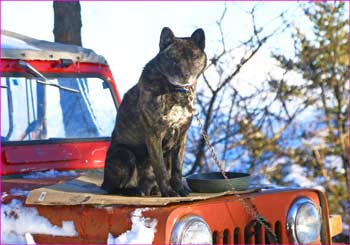 山荘の甲斐犬