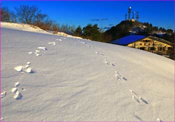 雪原に足跡