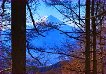 唐松林から富士山が