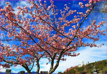 墓地の河津桜