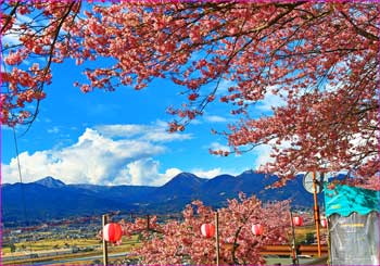 松田山桜