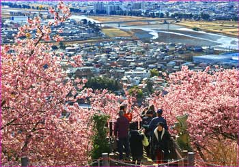 松田山河津桜