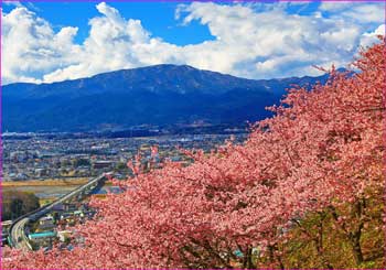 松田山河津桜