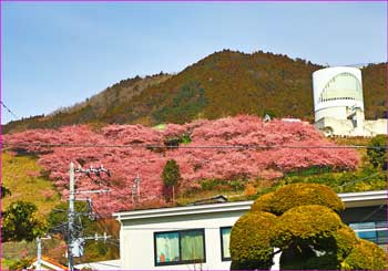 河津桜公園