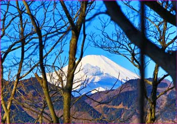 木立越しの富士山