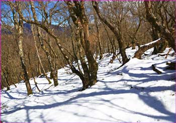 雪のブナ林