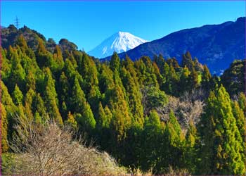 駿河の富士