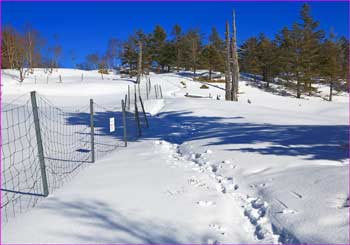 山伏山頂尾根