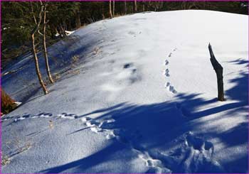 無垢の雪原