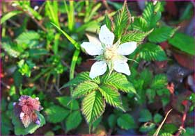 野いちごの花