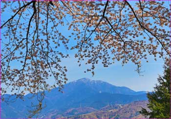 桜に大山