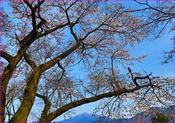 桜咲く