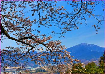 桜と大山