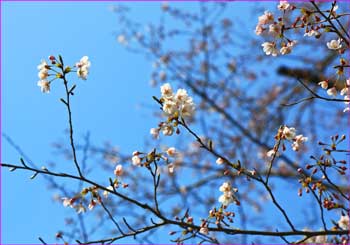 桜咲く