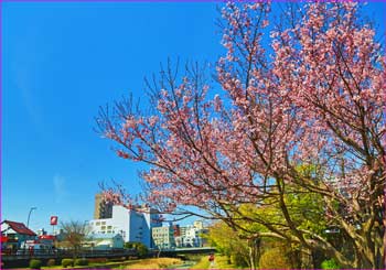 水無川河川敷