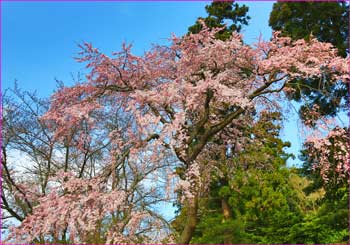 遊行寺裏手のしだれ桜