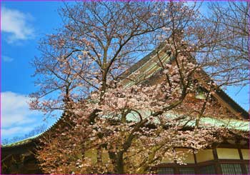 遊行寺の桜