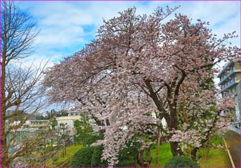 藤沢税務署の桜