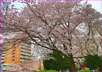 南口公園の桜