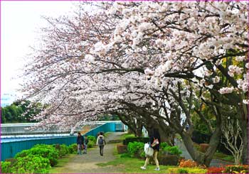 境川の桜