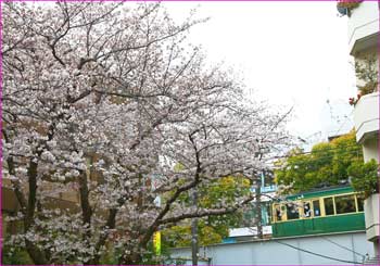 江ノ電駅前の桜