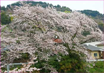 桜満開