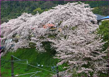 山北の桜