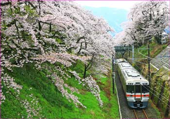 御殿場線の桜並木