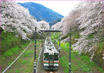 御殿場線と桜