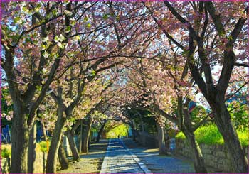 八重桜通り