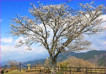 大野山山頂桜咲く