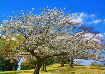 大野山のさくら