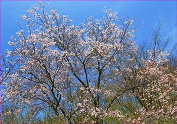 山桜