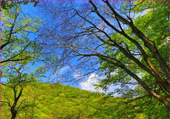 新緑の沢上部