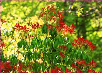 馬酔木の新芽