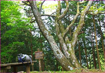 山神峠カエデの木