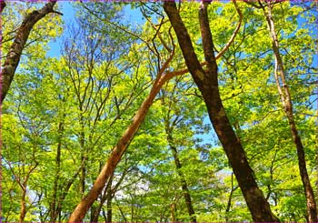 初夏の森