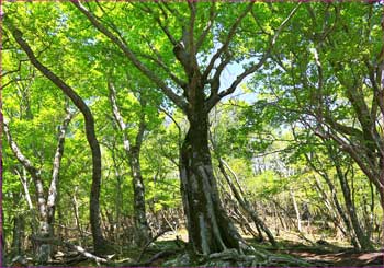 大洞山の森