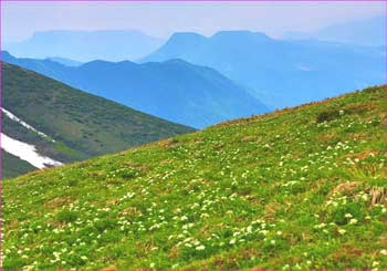 平標山花畑