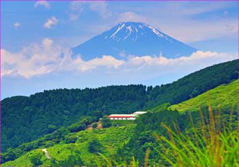 大野山夏富士