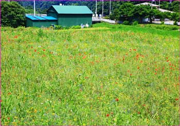 休耕田に花畑