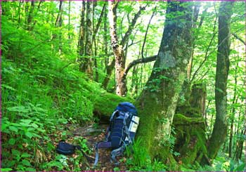 穂高平の森で