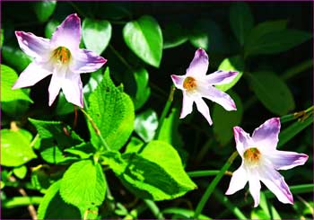 稲村の花