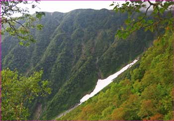 大樺雪渓