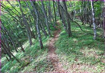 森の尾根道