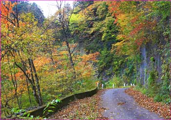 日原林道